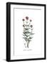 Valeriana angustifolia, Flora Graeca-Ferdinand Bauer-Framed Giclee Print