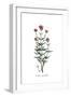 Valeriana angustifolia, Flora Graeca-Ferdinand Bauer-Framed Giclee Print