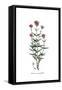 Valeriana angustifolia, Flora Graeca-Ferdinand Bauer-Framed Stretched Canvas