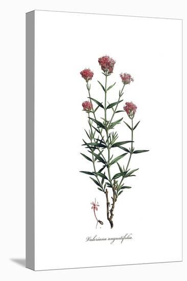 Valeriana angustifolia, Flora Graeca-Ferdinand Bauer-Stretched Canvas