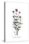 Valeriana angustifolia, Flora Graeca-Ferdinand Bauer-Stretched Canvas