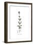 Valeriana calcitrapa, Flora Graeca-Ferdinand Bauer-Framed Giclee Print