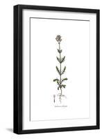 Valeriana calcitrapa, Flora Graeca-Ferdinand Bauer-Framed Giclee Print