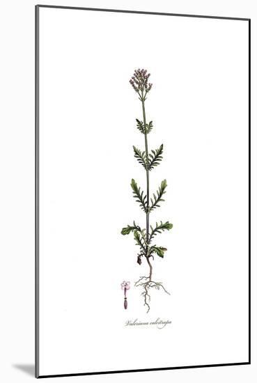 Valeriana calcitrapa, Flora Graeca-Ferdinand Bauer-Mounted Giclee Print