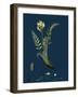 Valeriana Dioica; Small Marsh Valerian-null-Framed Giclee Print