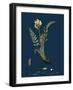 Valeriana Dioica; Small Marsh Valerian-null-Framed Giclee Print