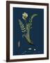 Valeriana Dioica; Small Marsh Valerian-null-Framed Giclee Print