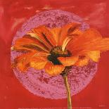 Zinnia Orange sur Pos Rose-Valerie Roy-Art Print