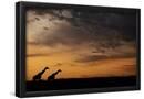 Essential Black