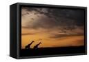 Canvas Black