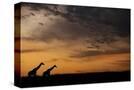 Stretched Canvas