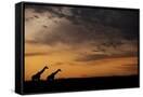 Canvas Black
