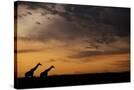 Stretched Canvas