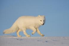 Pallas's cat (Otocolobus manul) walking in snow, Gobi Desert, Mongolia. December.-Valeriy Maleev-Photographic Print