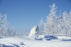 Arctic fox running across snow, Siberia, Russia-Valeriy Maleev-Photographic Print
