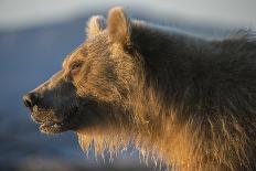 Female Brown bear with two cubs eating fish, Kamchatka-Valeriy Maleev-Photographic Print