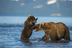 Female Brown bear with two cubs eating fish, Kamchatka-Valeriy Maleev-Photographic Print