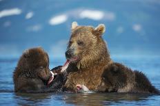 Female Brown bear with two cubs eating fish, Kamchatka-Valeriy Maleev-Photographic Print