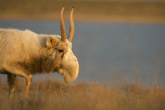 Male Saiga antelope rutting in winter, Kalmykia, Russia-Valeriy Maleev-Photographic Print