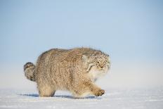 Arctic fox running across snow, Siberia, Russia-Valeriy Maleev-Photographic Print