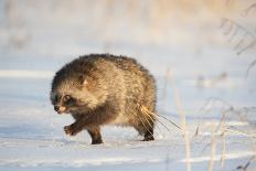 Pallas's cat (Otocolobus manul) walking in snow, Gobi Desert, Mongolia. December.-Valeriy Maleev-Photographic Print