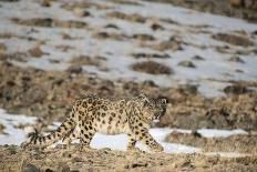 Snow leopard (Uncia uncia) walking, Altai Mountains, Mongolia. March.-Valeriy Maleev-Photographic Print