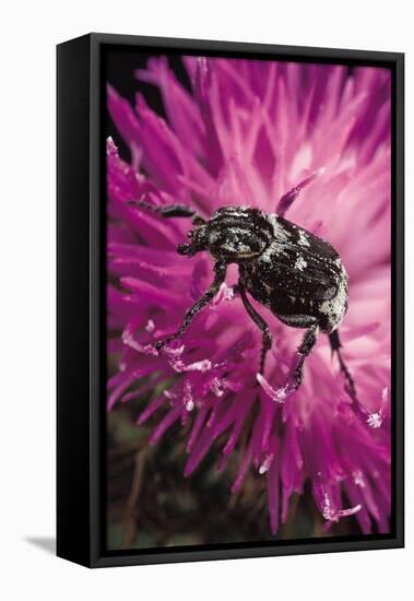 Valgus Hemipterus (Flower Beetle)-Paul Starosta-Framed Stretched Canvas