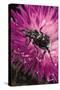 Valgus Hemipterus (Flower Beetle)-Paul Starosta-Stretched Canvas