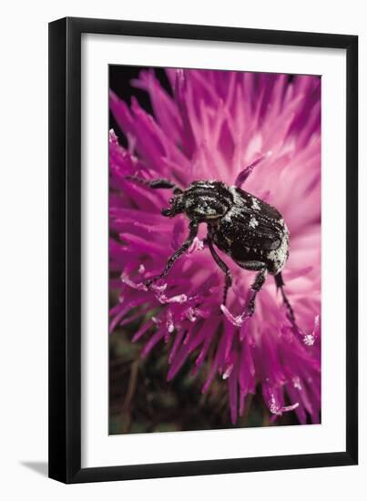 Valgus Hemipterus (Flower Beetle)-Paul Starosta-Framed Photographic Print