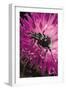 Valgus Hemipterus (Flower Beetle)-Paul Starosta-Framed Photographic Print