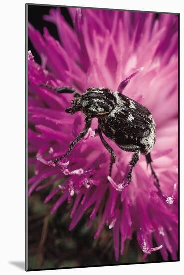 Valgus Hemipterus (Flower Beetle)-Paul Starosta-Mounted Photographic Print