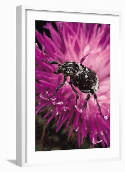 Valgus Hemipterus (Flower Beetle)-Paul Starosta-Framed Photographic Print