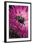 Valgus Hemipterus (Flower Beetle)-Paul Starosta-Framed Photographic Print