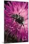 Valgus Hemipterus (Flower Beetle)-Paul Starosta-Mounted Photographic Print