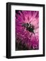 Valgus Hemipterus (Flower Beetle)-Paul Starosta-Framed Photographic Print