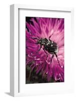 Valgus Hemipterus (Flower Beetle)-Paul Starosta-Framed Photographic Print