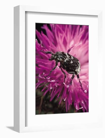 Valgus Hemipterus (Flower Beetle)-Paul Starosta-Framed Photographic Print