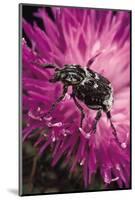 Valgus Hemipterus (Flower Beetle)-Paul Starosta-Mounted Photographic Print