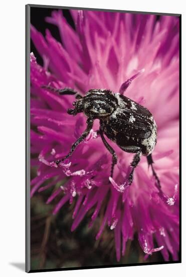 Valgus Hemipterus (Flower Beetle)-Paul Starosta-Mounted Photographic Print