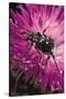Valgus Hemipterus (Flower Beetle)-Paul Starosta-Stretched Canvas