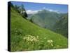 Vallee D'Aspe, Bearn, Pyrenees Atlantique, Aquitaine, France, Europe-David Hughes-Stretched Canvas