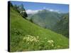 Vallee D'Aspe, Bearn, Pyrenees Atlantique, Aquitaine, France, Europe-David Hughes-Stretched Canvas