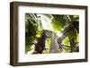 Vallee De Mai, Praslin, Seychelles, Africa, Rain Forest, UNESCO World Heritage Site, Coco De Mer-Harry Marx-Framed Photographic Print