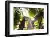 Vallee De Mai, Praslin, Seychelles, Africa, Rain Forest, UNESCO World Heritage Site, Coco De Mer-Harry Marx-Framed Photographic Print