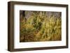 Valley Bottom, Entry Hut 'Hšllentalklamm' (Gorge), Grainau, Upper Bavaria-Frina-Framed Photographic Print