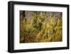 Valley Bottom, Entry Hut 'Hšllentalklamm' (Gorge), Grainau, Upper Bavaria-Frina-Framed Photographic Print