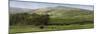 Valley Horses Panoramic-Pete Kelly-Mounted Giclee Print