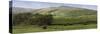 Valley Horses Panoramic-Pete Kelly-Stretched Canvas