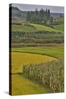 Valley Near Tangjiawan Kunming Crops of Rice and Corn-Darrell Gulin-Stretched Canvas