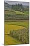 Valley Near Tangjiawan Kunming Crops of Rice and Corn-Darrell Gulin-Mounted Photographic Print